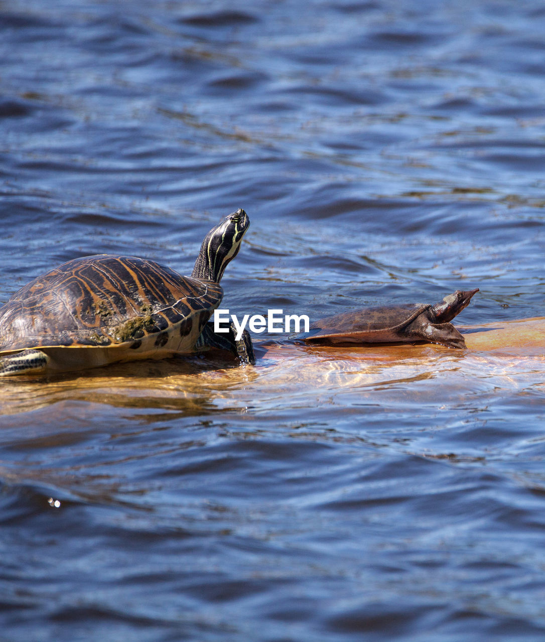 SIDE VIEW OF TURTLE IN LAKE