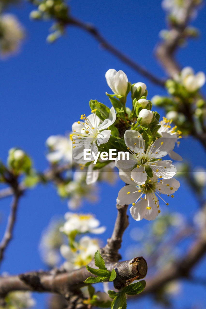 Low angle view of apple blossoms in spring