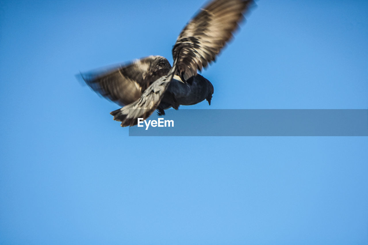 LOW ANGLE VIEW OF A BIRD FLYING