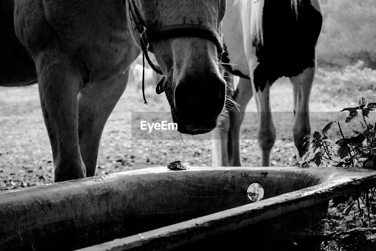 VIEW OF HORSE IN FIELD