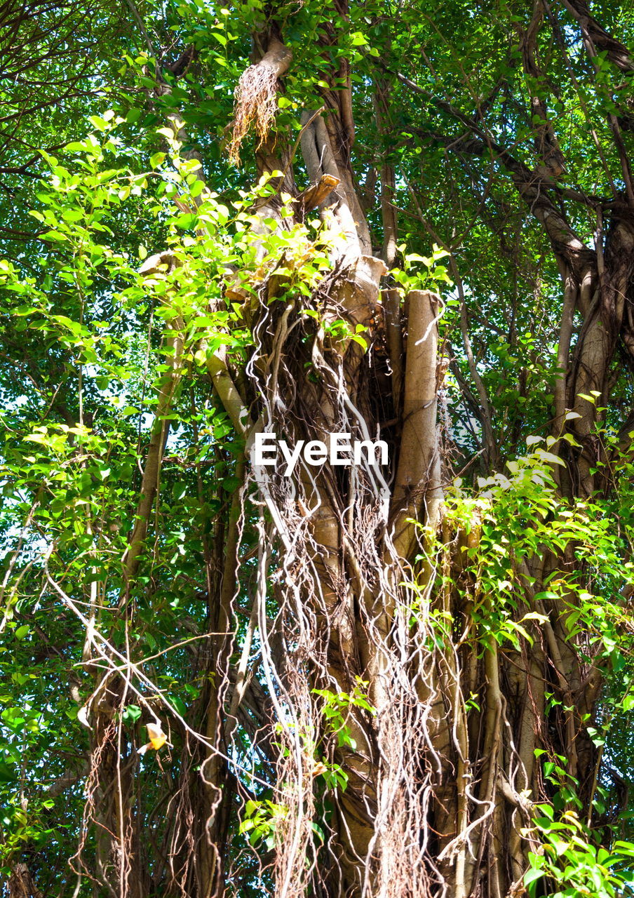 LOW ANGLE VIEW OF TREE TRUNKS IN FOREST