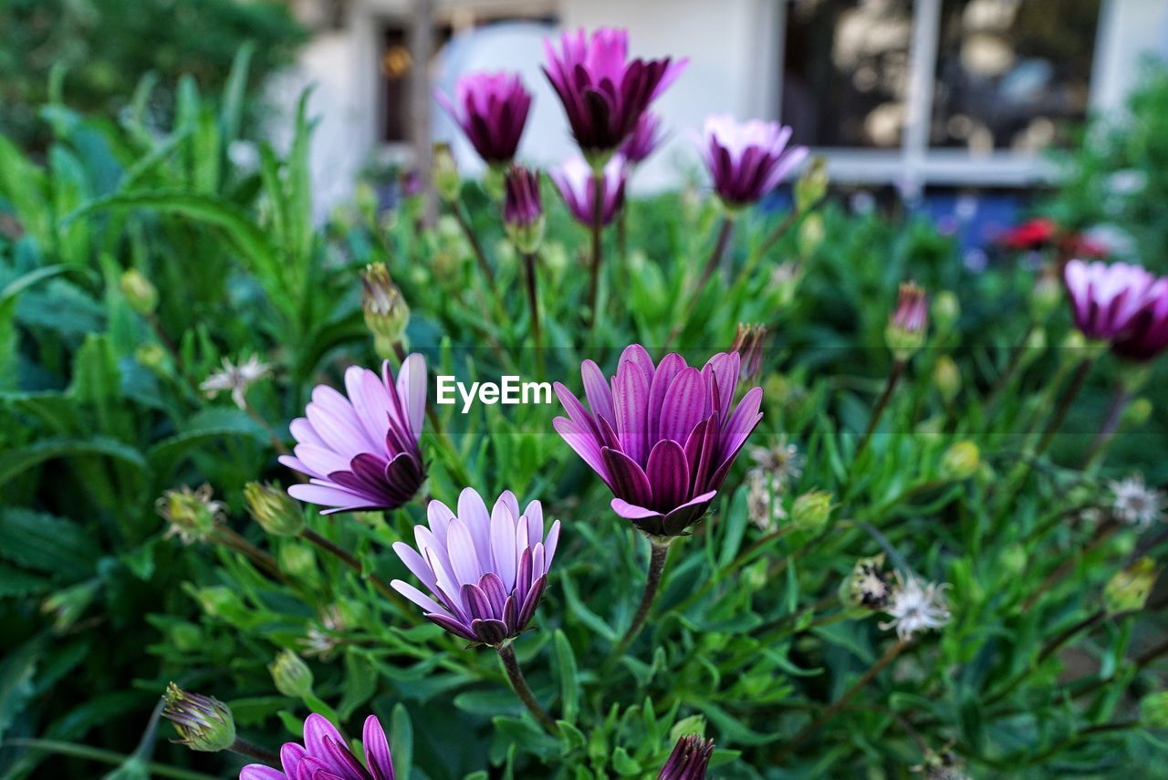 Purple flowers growing on plants