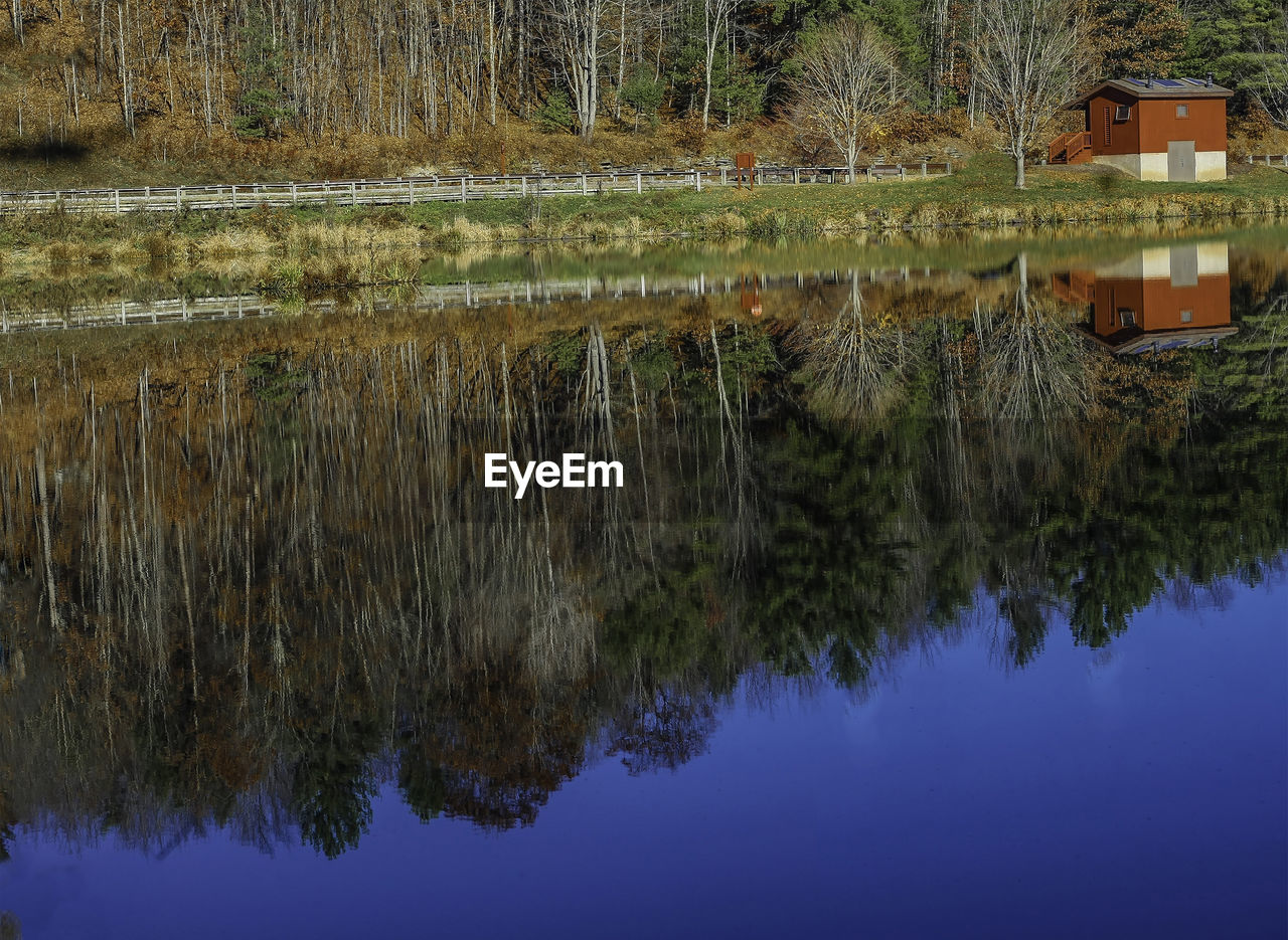 PLANTS GROWING BY CALM LAKE