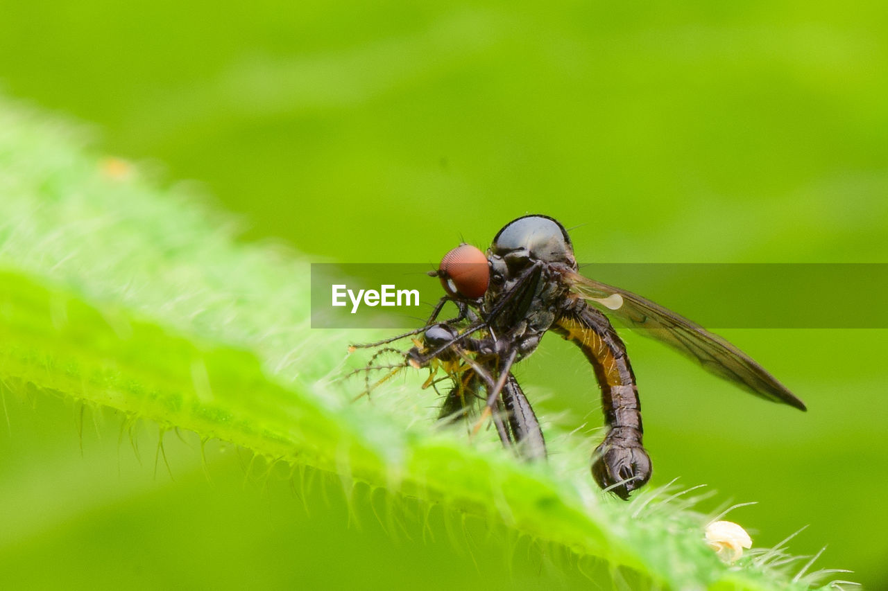 Close-up of insect