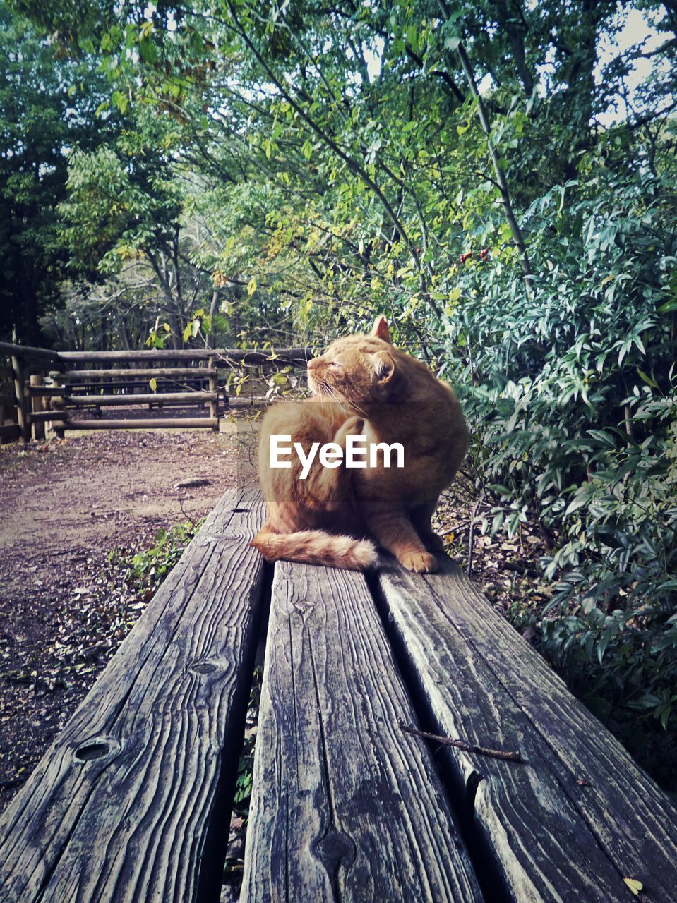 CAT SITTING ON WOODEN STRUCTURE IN FOREST