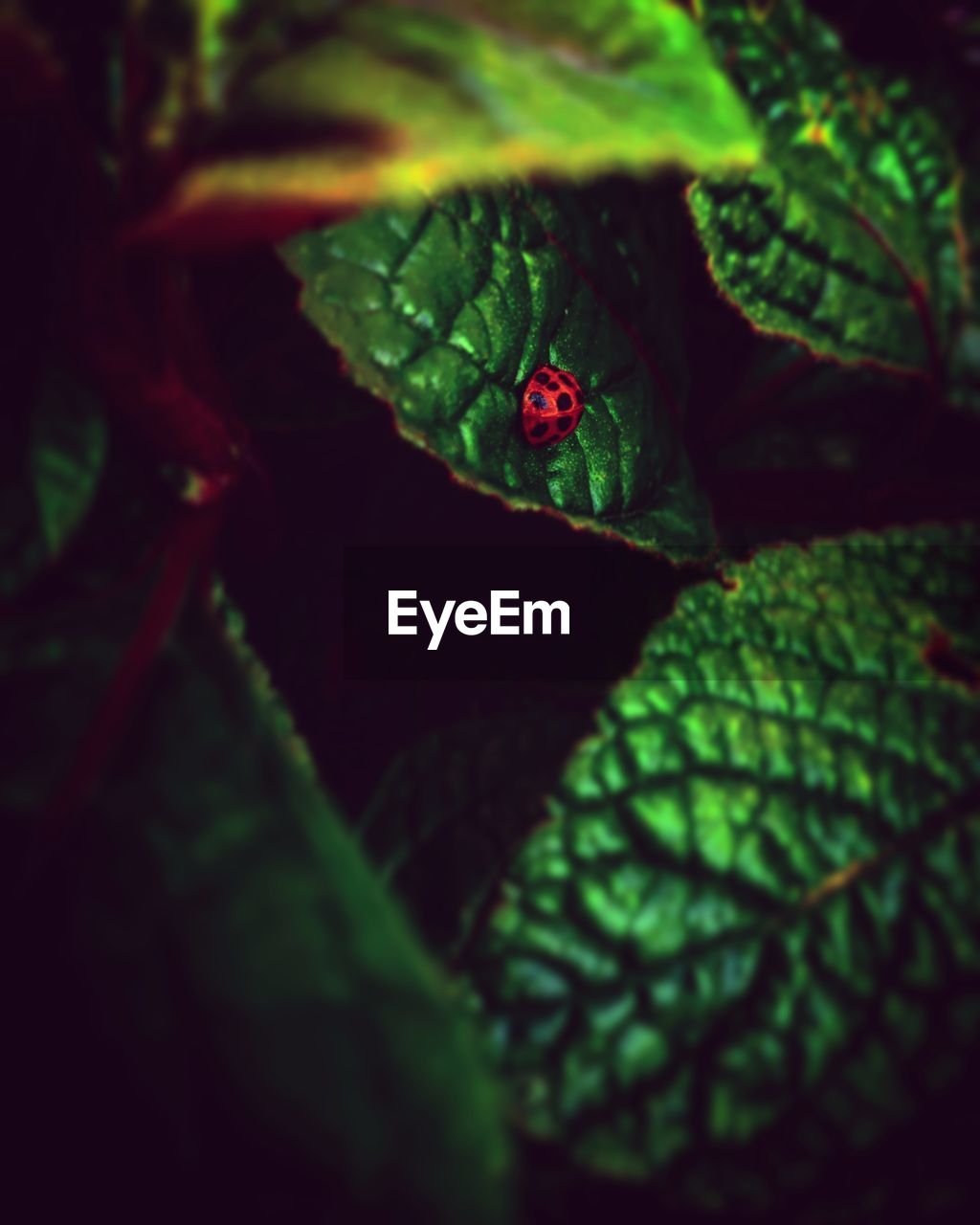 CLOSE-UP OF WATER DROP ON LEAVES