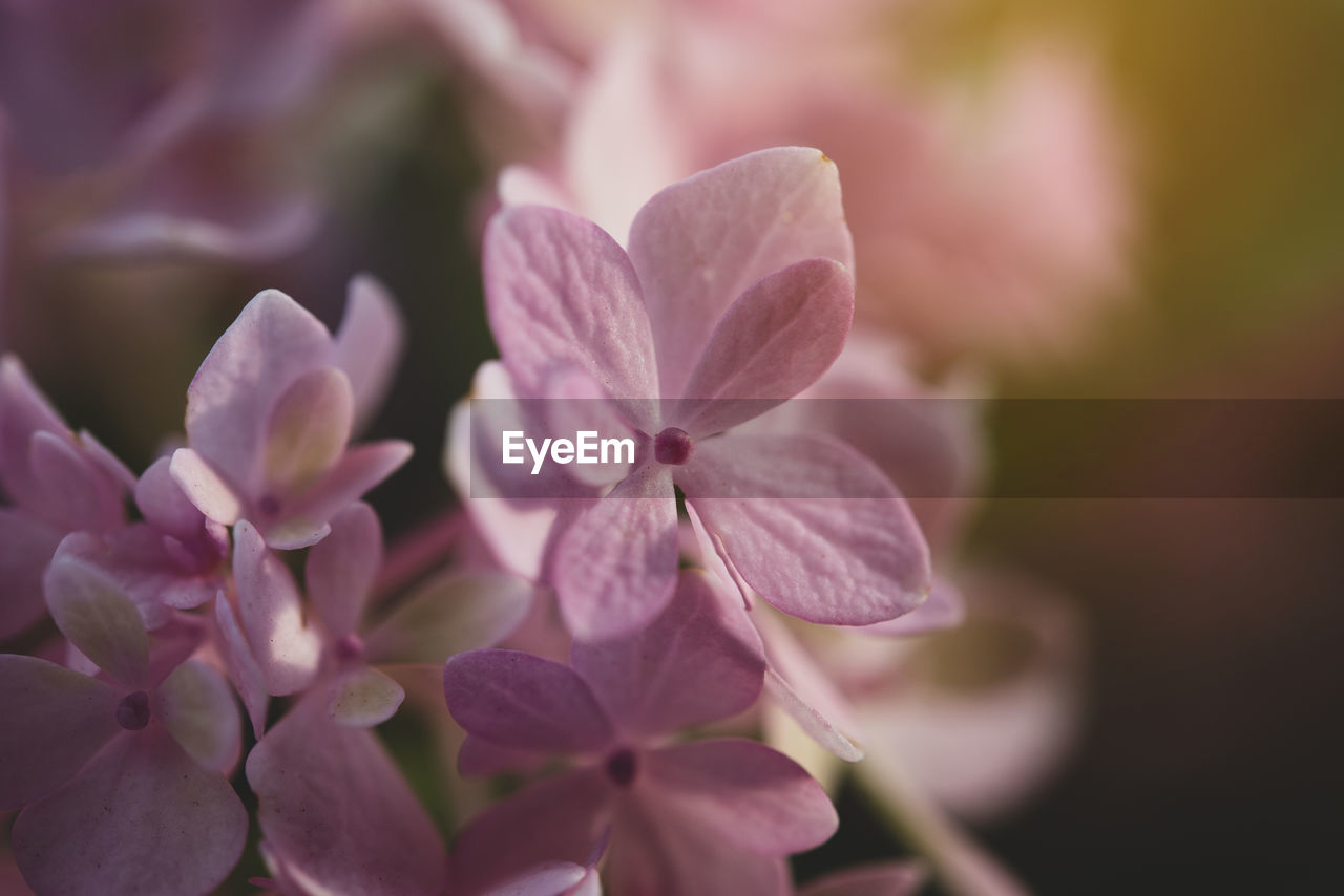 CLOSE-UP OF FLOWERING PLANT