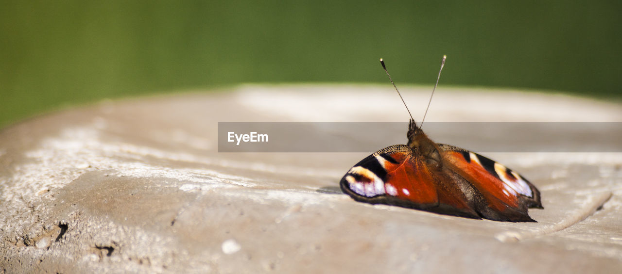 Close-up of insect