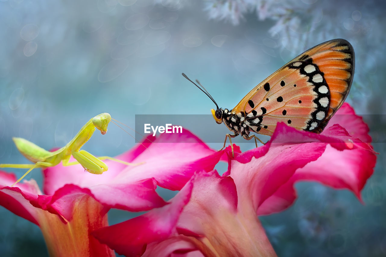 Close-up of butterfly pollinating on pink flower