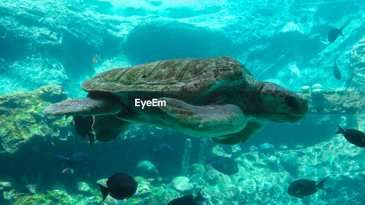 Sea turtle swimming with fish in aquarium