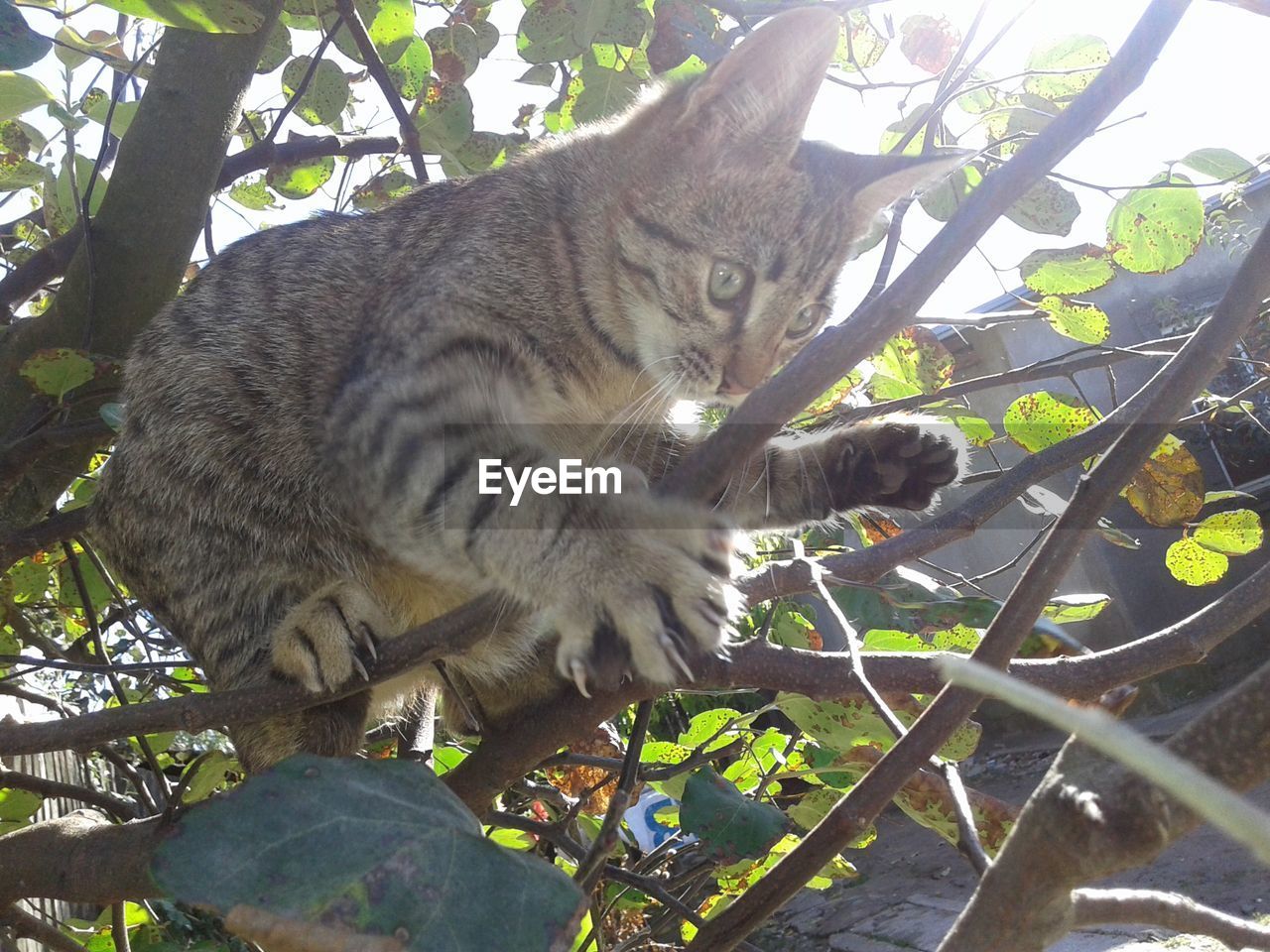 CLOSE-UP OF CAT BY TREE