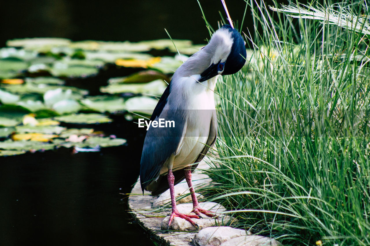 CLOSE-UP OF A BIRD