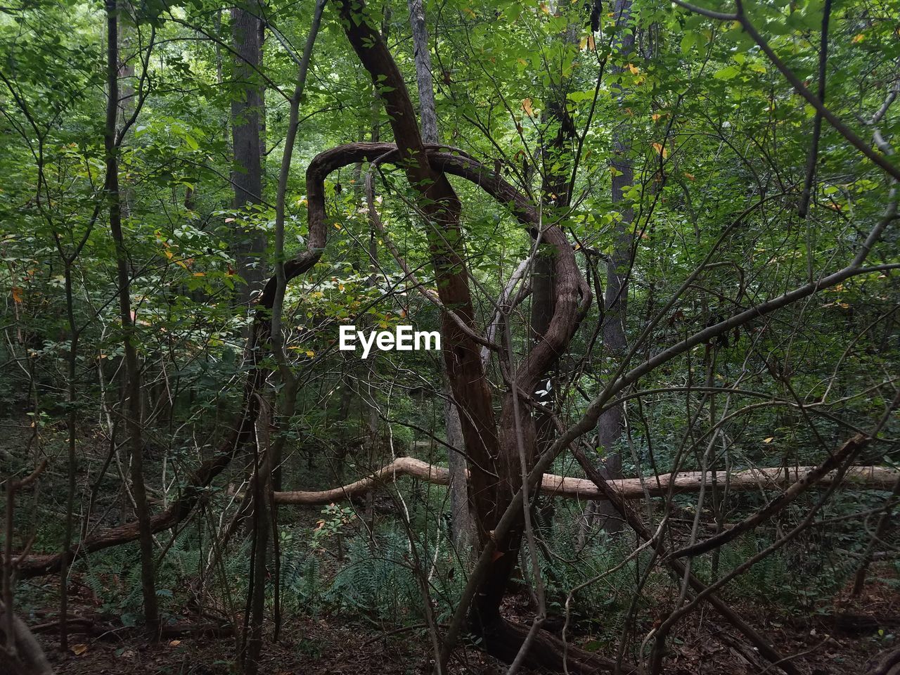 Trees in forest