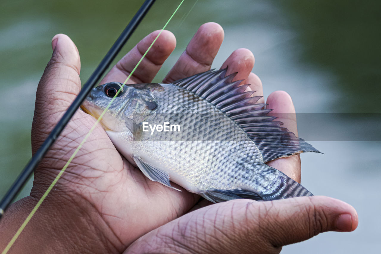 CLOSE-UP OF HAND HOLDING FISH AGAINST BLURRED BACKGROUND