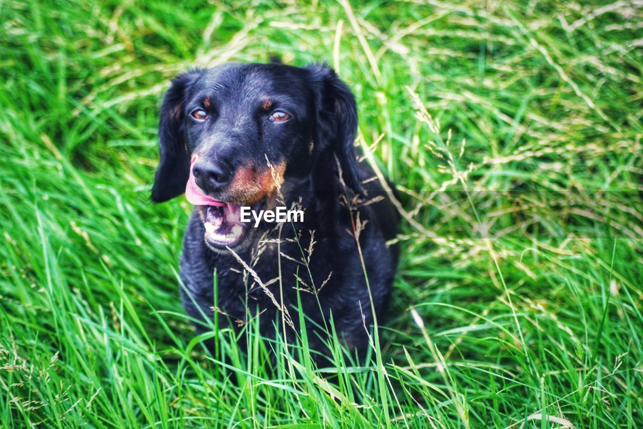 Dog looking away on field