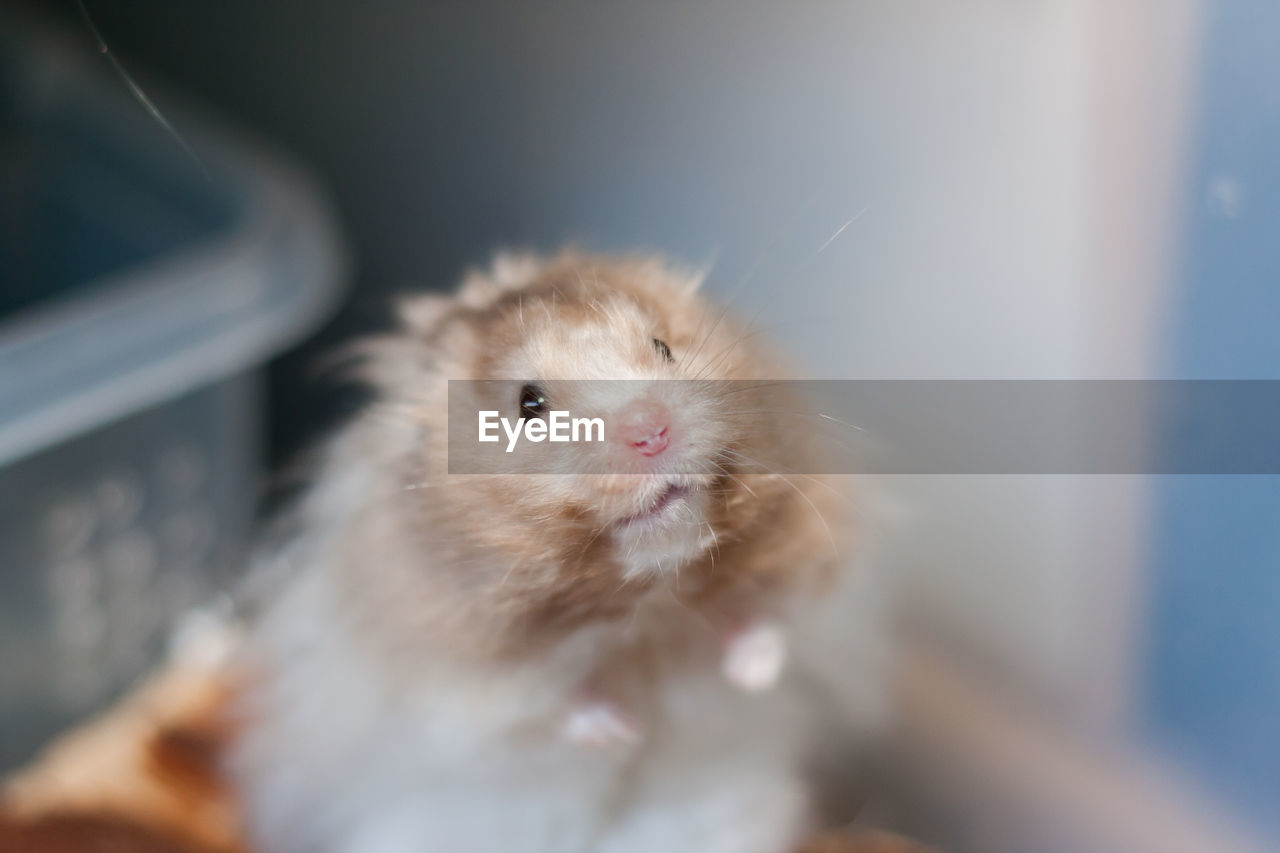 Close-up portrait of a golden hamster