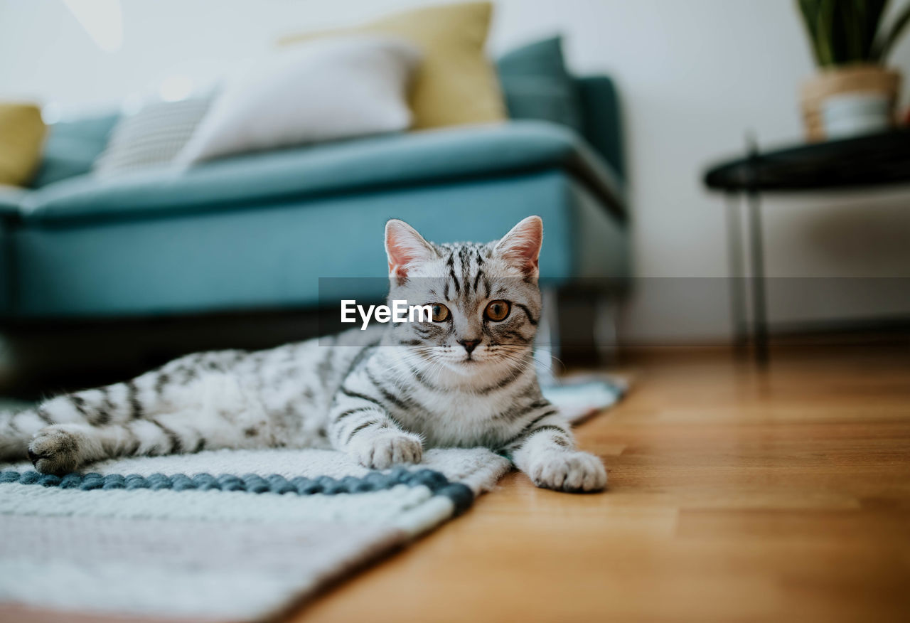 Close-up portrait of cat at home