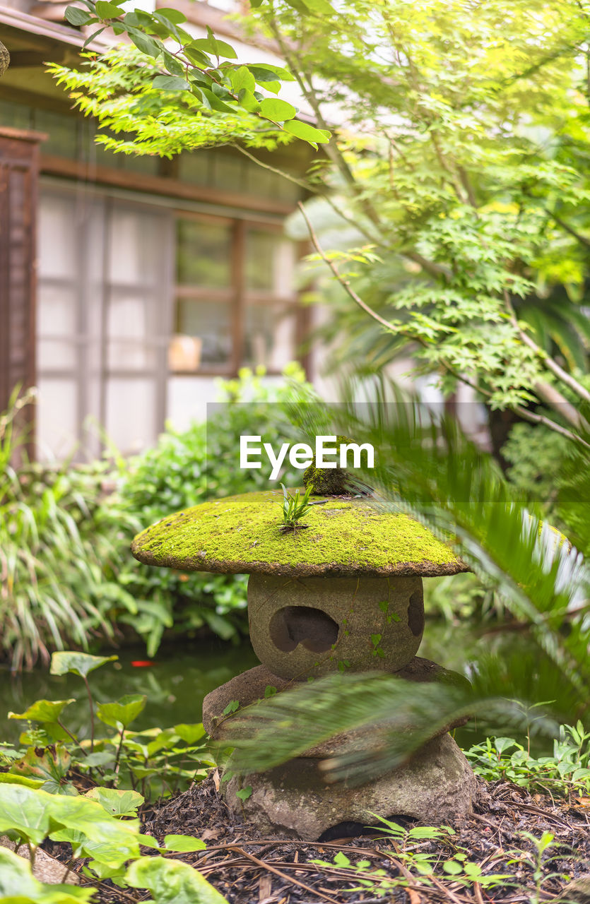 Japanese nozura lantern made using natural stone with a  round umbrella covered with lichen moss.