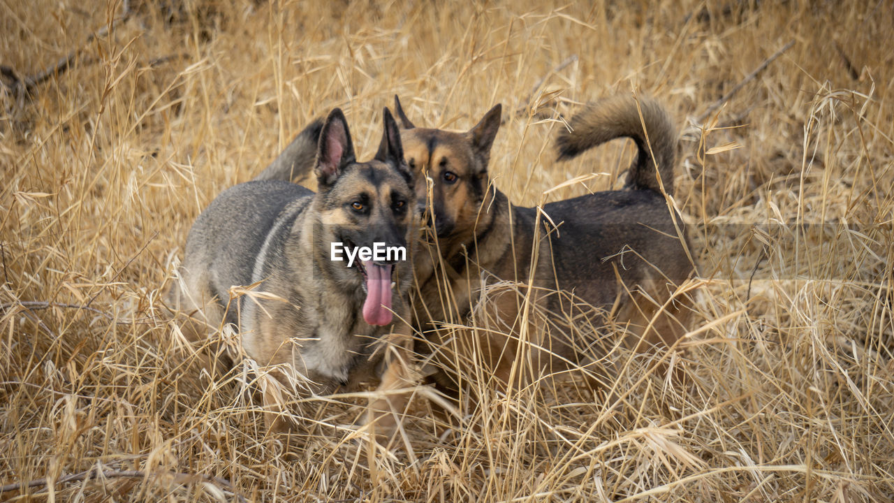 VIEW OF DOGS ON GRASS