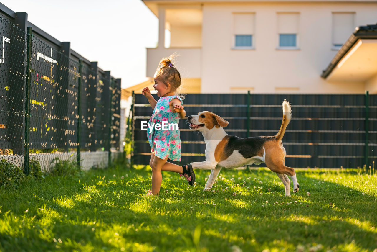 Baby girl running with beagle dog in backyard in summer day. domestic animal with children concept.