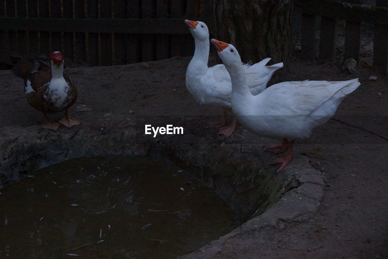 WHITE BIRDS IN WATER