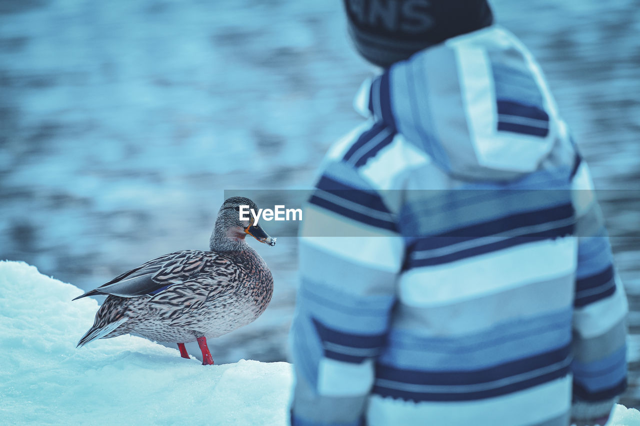 Rear view of bird perching on a snow