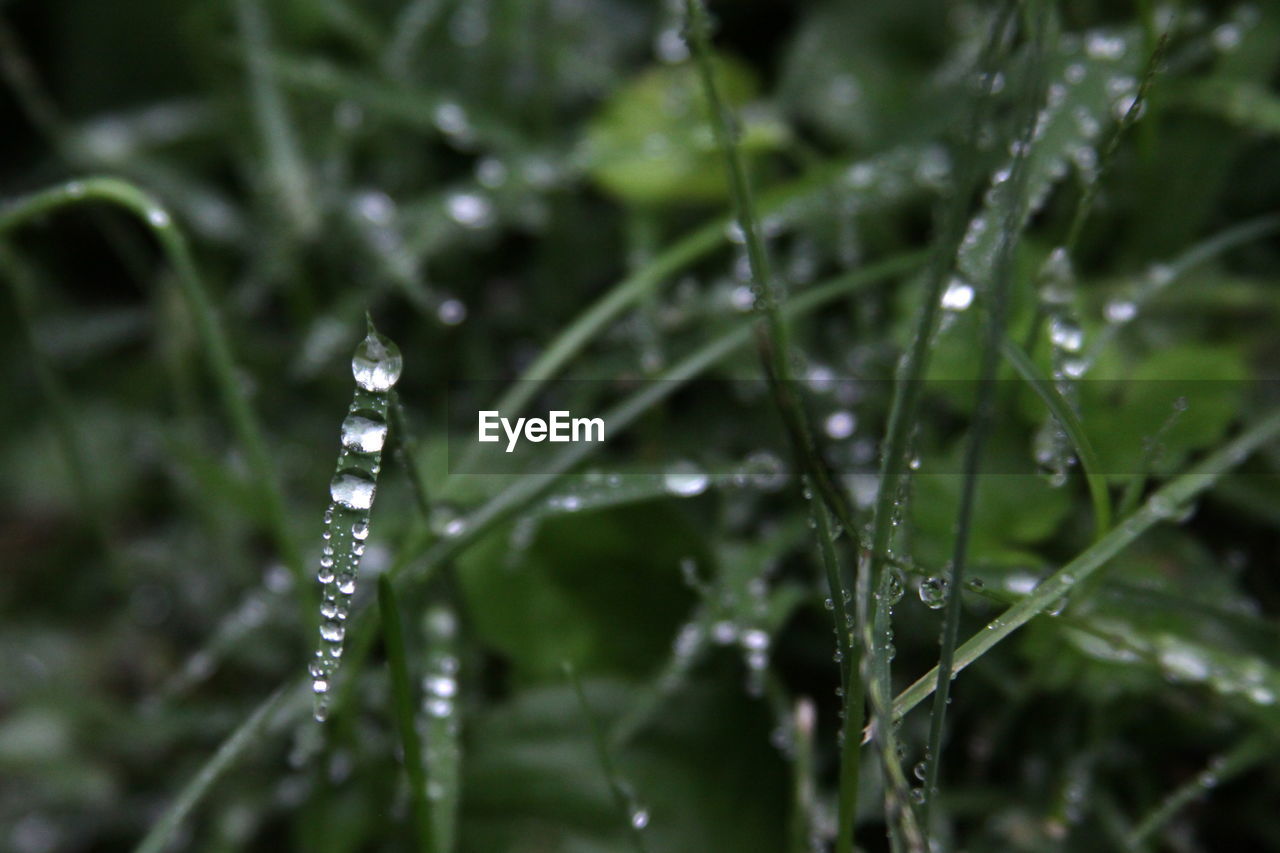CLOSE-UP OF RAINDROPS ON PLANT