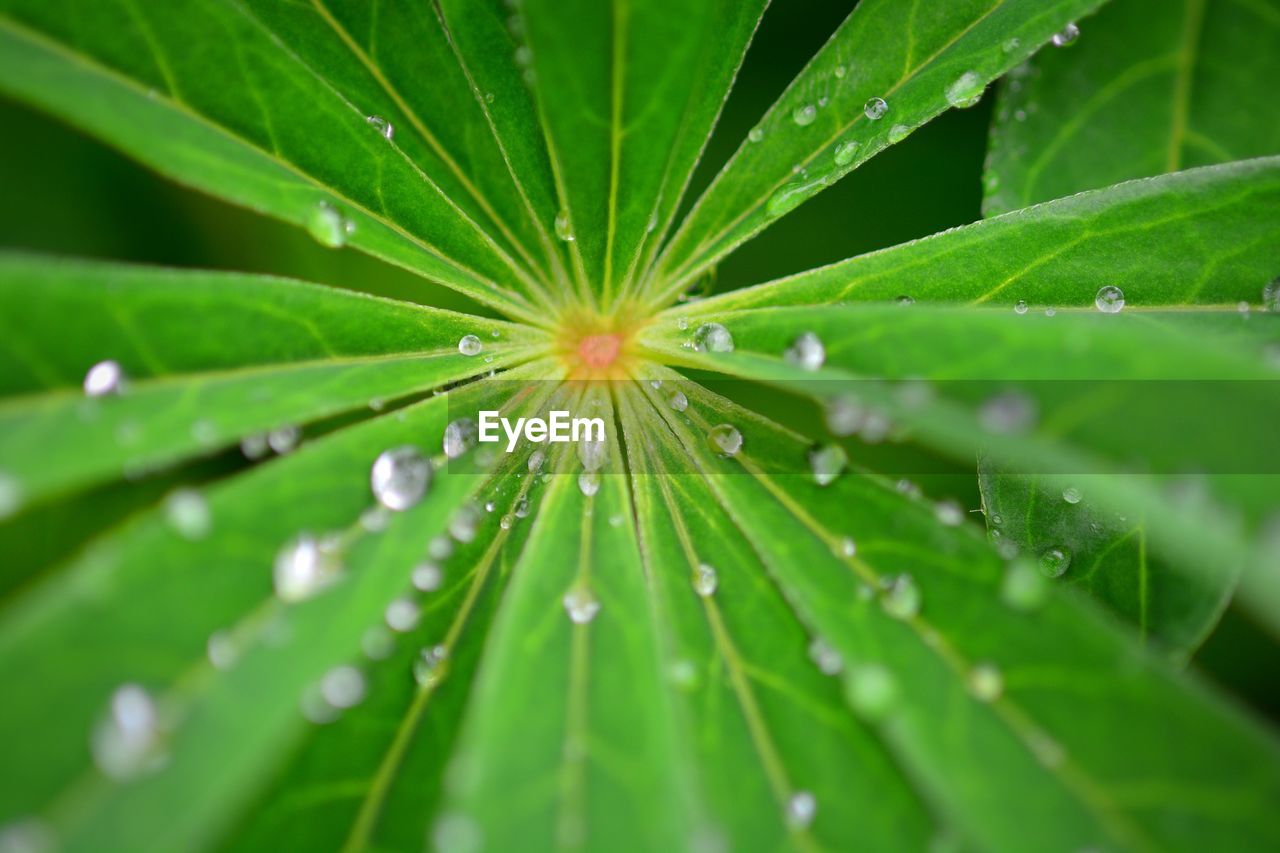 Close-up of raindrops on leaves