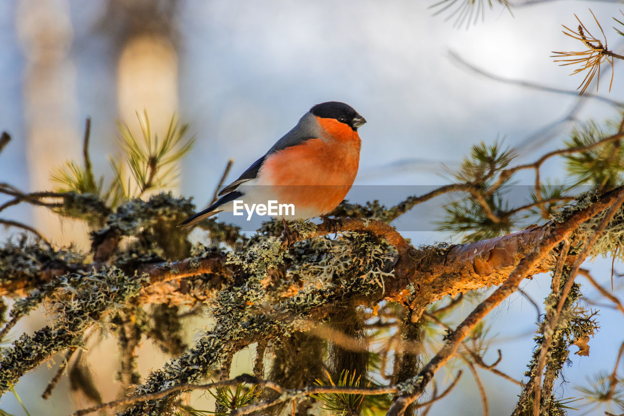 BIRD PERCHING ON TREE