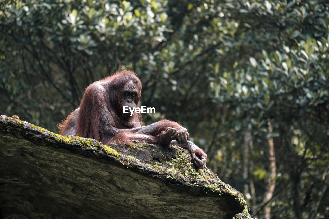An old orangutan enjoying the sun on the big stone