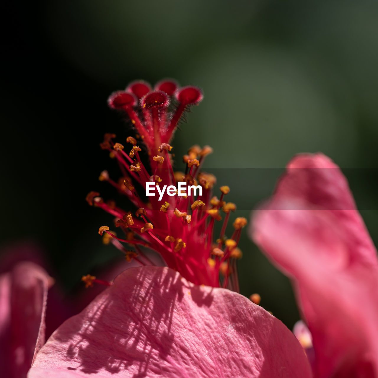 red, flower, flowering plant, plant, beauty in nature, pink, macro photography, close-up, freshness, petal, blossom, nature, leaf, fragility, flower head, pollen, growth, inflorescence, magenta, no people, outdoors, selective focus, springtime, stamen, water, vibrant color, macro, focus on foreground, plant stem, hibiscus, botany, purple