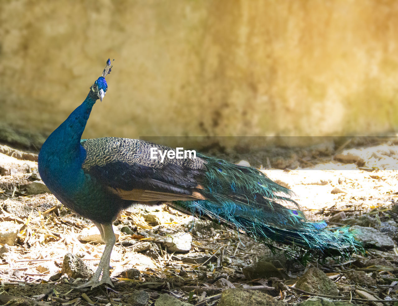 CLOSE-UP OF A BIRD ON A LAND