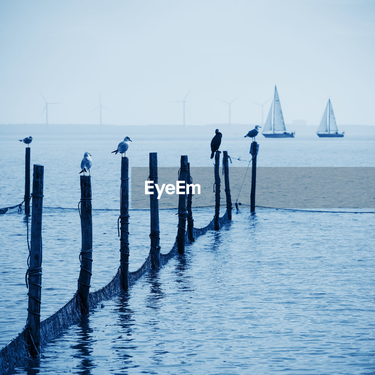 SAILBOATS IN SEA