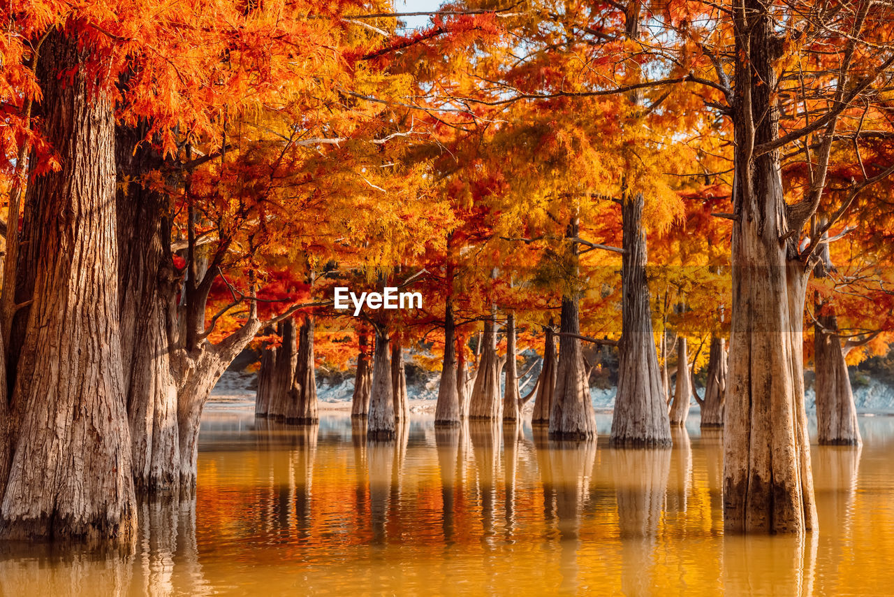 trees by lake during autumn