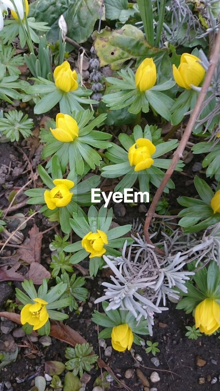 YELLOW FLOWERS BLOOMING IN FIELD