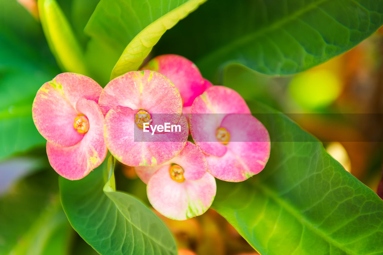 Crown of thorns. christ thorn flower blooming with green leaves background in flowerpot at the park.