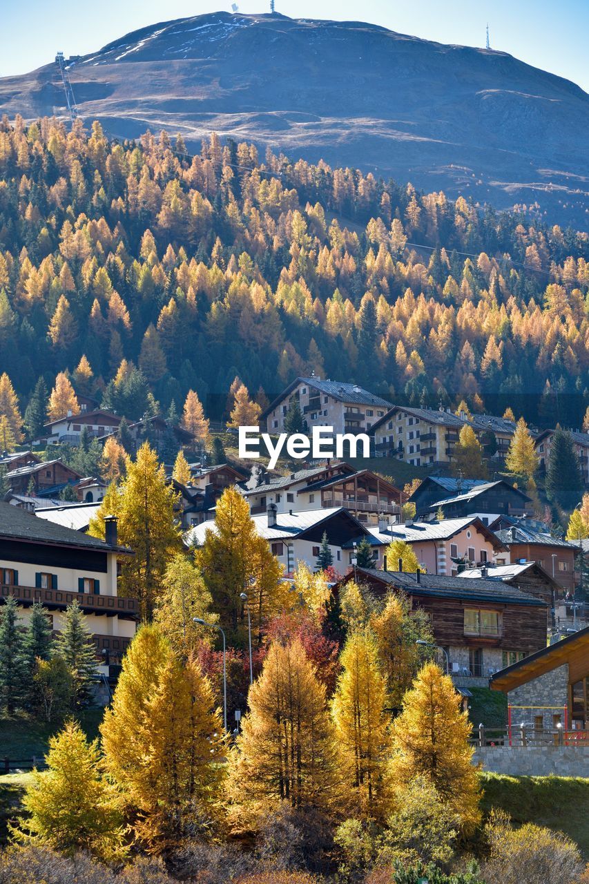 Houses and trees in town