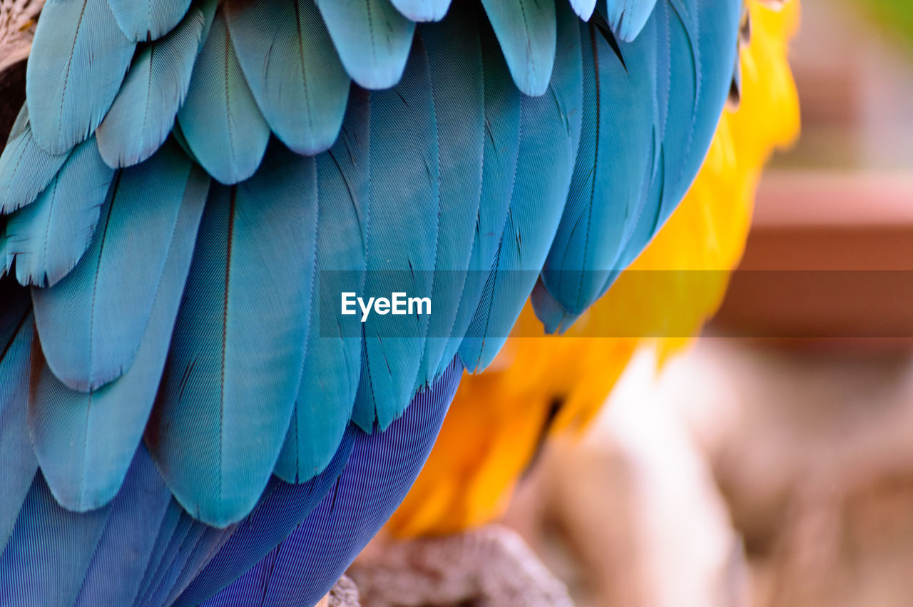 Close-up of the feathers of a gold and blue macaw