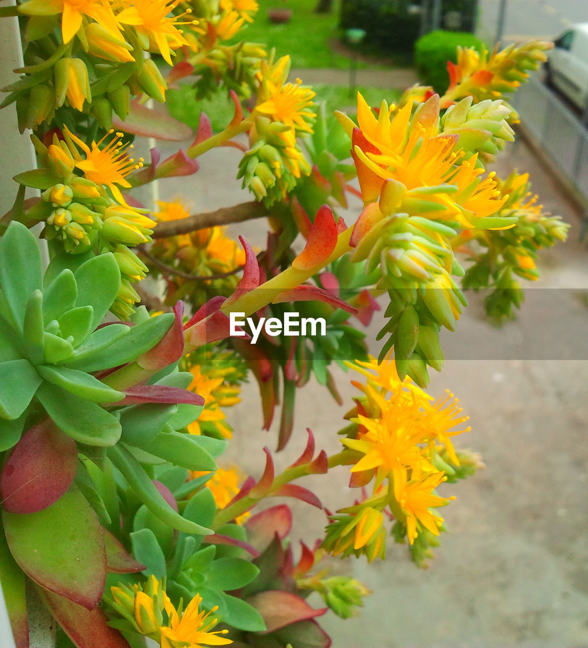 Close-up of colorful flowers