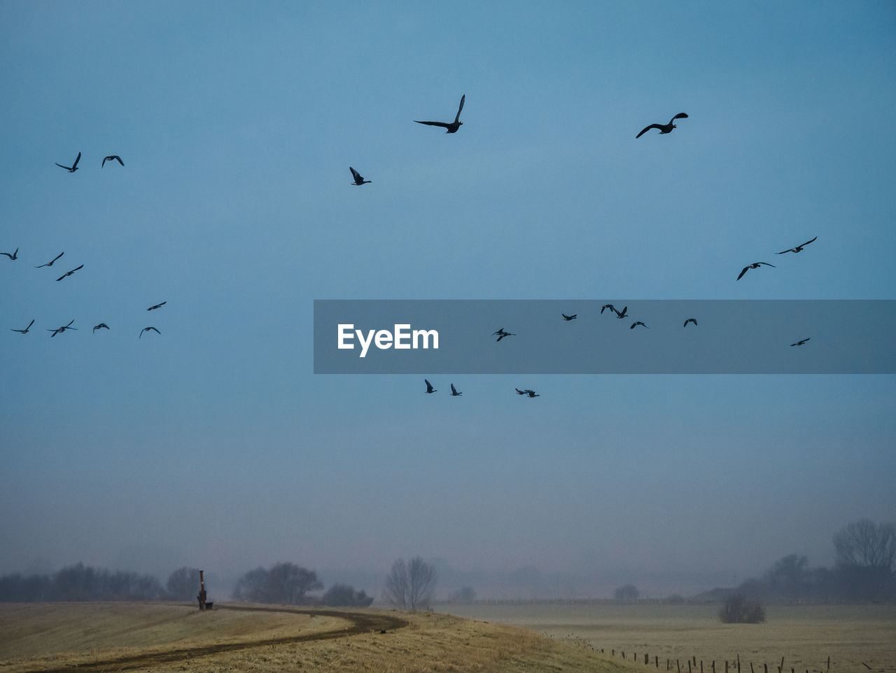 Migration birds from the arctic region overflying dyke in germany