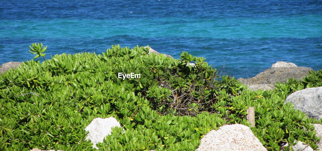 HIGH ANGLE VIEW OF PLANTS ON BEACH