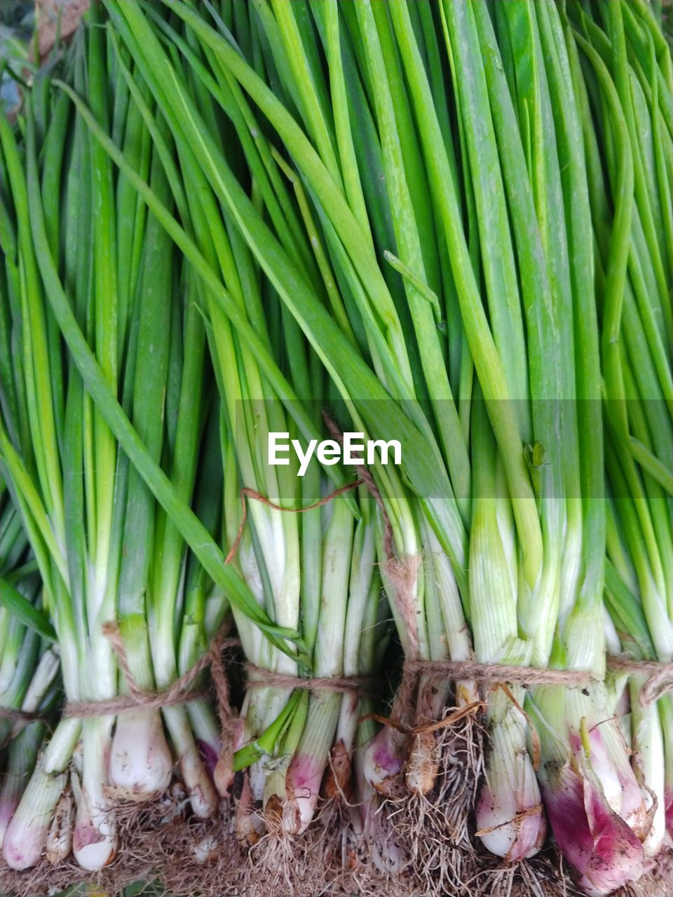 Onion plant leaves 