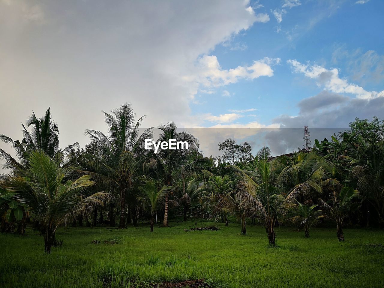 TREES GROWING IN FARM AGAINST SKY