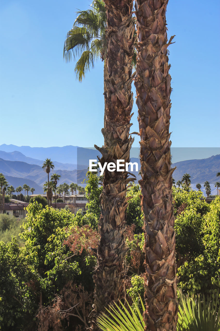 TREES ON MOUNTAIN AGAINST CLEAR SKY