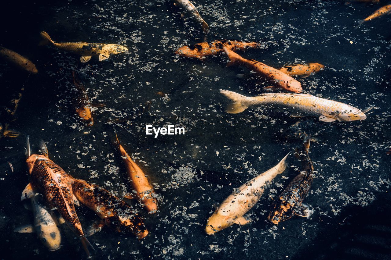 High angle view of koi carps swimming in pond