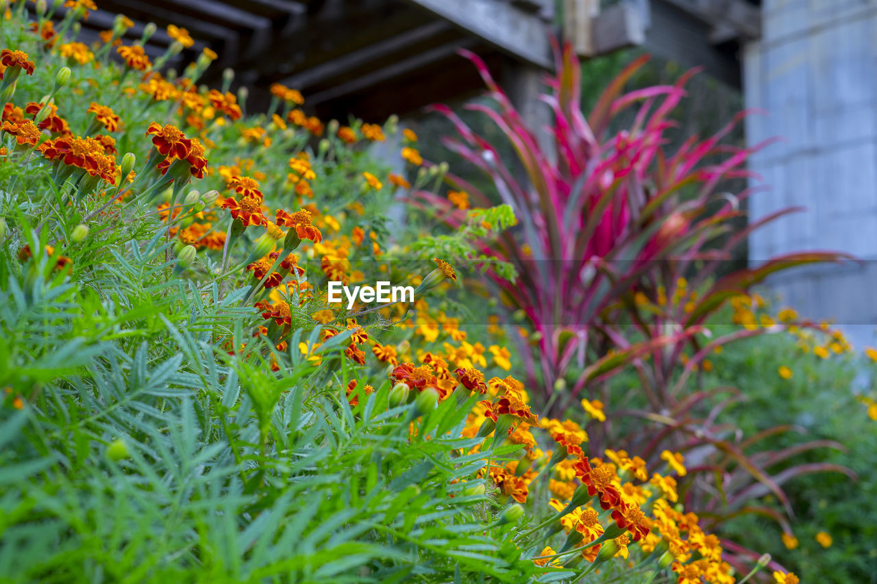 CLOSE-UP OF ORANGE FLOWERING PLANTS IN BACKYARD