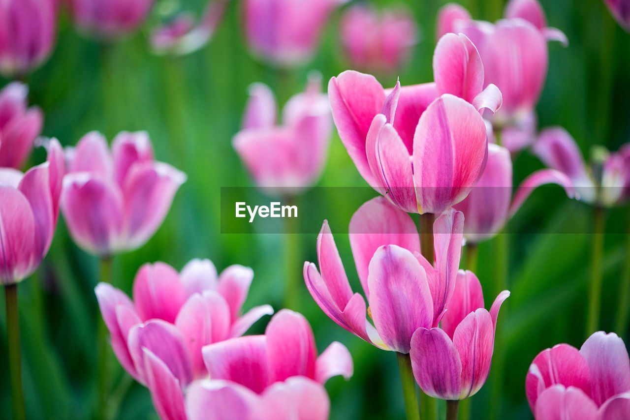 Field of colorful tulips