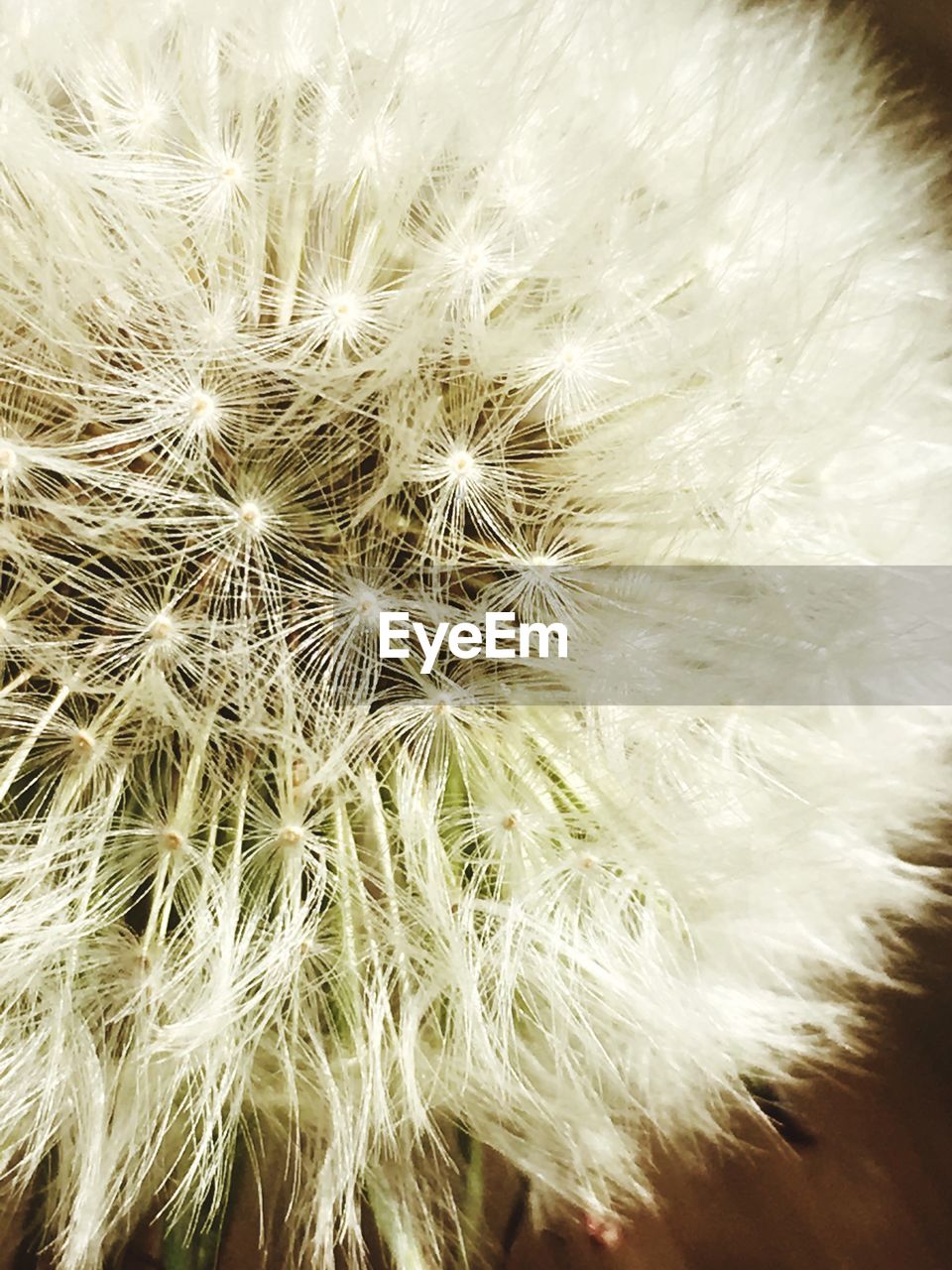 CLOSE-UP OF DANDELION FLOWERS