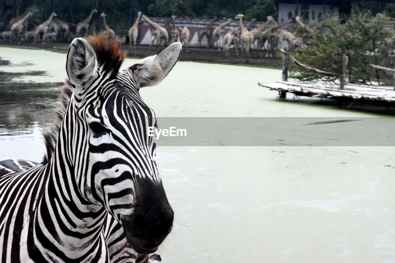 Close-up of a zebra against snow