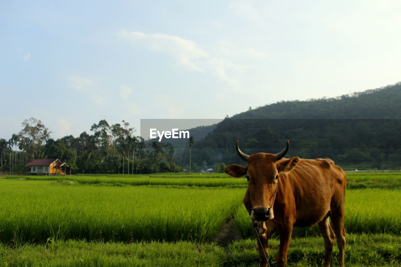 Cows on field